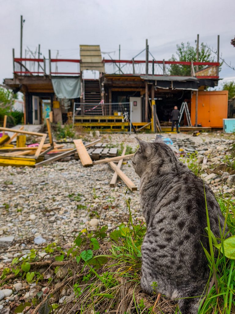 Die im Hafen bekannte Katze im Vordergrund schaut auf das Chaos unserer Baustelle im Hintergrund